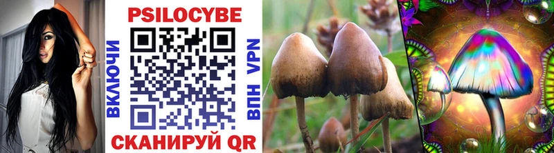 Купить закладки  Щигры  Псилоцибиновые грибы Psilocybe 